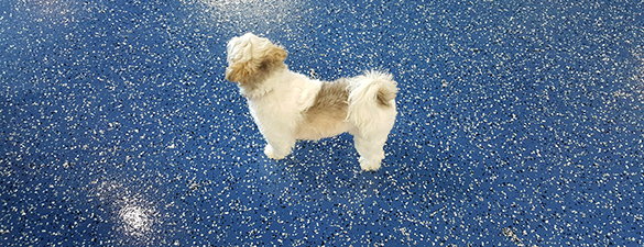 Dog Grooming Salon Raleigh NC